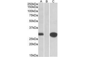 Western Blotting (WB) image for anti-Mid1-Interacting Protein 1 (m1ip1) (Internal Region) antibody (ABIN2464722) (m1ip1 抗体  (Internal Region))