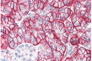 Human Pancreas (formalin-fixed, paraffin-embedded) stained with ENPP1 antibody ABIN337063 at 2. (ENPP1 抗体  (AA 915-925))