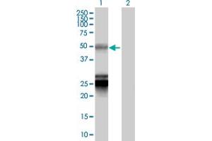 Western Blot analysis of BTNL3 expression in transfected 293T cell line by BTNL3 MaxPab polyclonal antibody. (BTNL3 抗体  (AA 1-466))