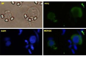 HeLa cells were stained with MYC-FITC labeled monoclonal antibody (Green). (c-MYC 抗体  (AA 330-439))