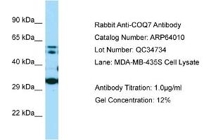 Western Blotting (WB) image for anti-Coenzyme Q Biosynthesis Protein 7 (Coq7) (N-Term) antibody (ABIN2789693) (Coq7 抗体  (N-Term))
