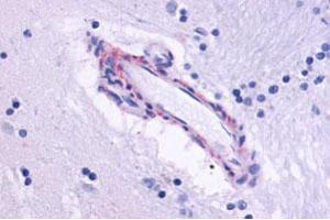 Immunohistochemical staining of human brain, vessel with CHRM5 polyclonal antibody . (CHRM5 抗体  (Cytoplasmic Domain))