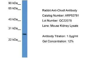 WB Suggested Anti-Chodl  Antibody Titration: 0. (CHODL 抗体  (C-Term))