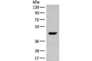 Western blot analysis of NIH/3T3 cell lysate using GPR52 Polyclonal Antibody at dilution of 1:400 (GPR52 抗体)