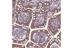 Immunohistochemical staining of human small intestine with FAM186B polyclonal antibody  shows strong cytoplasmic positivity in glandular cells. (FAM186B 抗体)