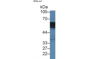 Detection of ANXA11 in Mouse Placenta lysate using Polyclonal Antibody to Annexin A11 (ANXA11)