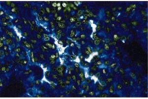 Immunofluorescent staining of rabbit lung. (p130 抗体  (AA 26-367))