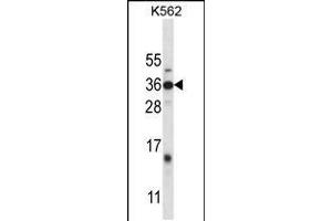 Western blot analysis in K562 cell line lysates (35ug/lane). (DLX4 抗体  (AA 72-100))