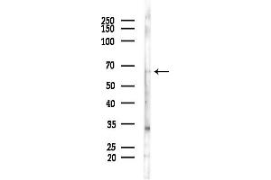 anti-rho GTPase Activating Protein 15 (ARHGAP15) (N-Term) antibody
