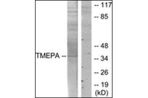 Western blot analysis of extracts from HT-29 cells, using TMEPA Antibody. (PMEPA1 抗体)