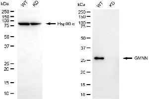 Western blotting analysis using GMNN antibody (ABIN7798705). (Recombinant Geminin 抗体)