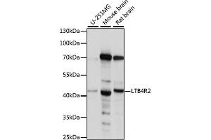 Western blot analysis of extracts of various cell lines, using LTB4R2 antibody (ABIN7268247). (LTB4R2 抗体  (AA 254-358))