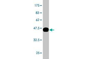 Western Blot detection against Immunogen (37. (Kallikrein 10 抗体  (AA 167-276))