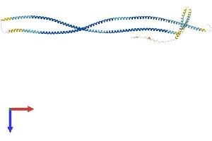 AlphaFold protein structure predicition of Human Recombinant ODF2L Protein, UniprotID Q9ULJ1