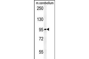 Western blot analysis in mouse cerebellum tissue lysates (15ug/lane). (NAA25 抗体  (AA 720-748))