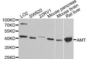 Western blot analysis of extracts of various cells, using AMT antibody. (Aminomethyltransferase 抗体)