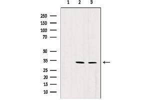 Western blot analysis of extracts from various samples, using RNASEH1 antibody. (Ribonuclease H1 抗体  (Internal Region))