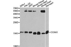 Western blot analysis of extracts of various cell lines, using COX4I1 Antibody. (COX IV 抗体  (AA 23-169))