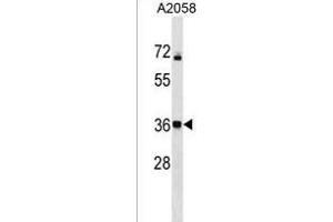 CALHM3 Antibody (N-term) (ABIN1539549 and ABIN2850373) western blot analysis in  cell line lysates (35 μg/lane). (CALHM3 抗体  (N-Term))