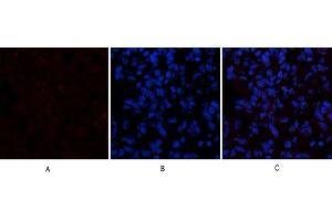 Immunofluorescence analysis of rat lung tissue.