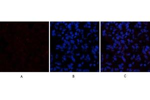 Immunofluorescence analysis of rat lung tissue. (Cytochrome C 抗体  (AA 1268-1341))