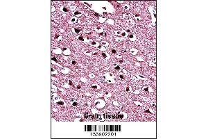 BIN1 Antibody immunohistochemistry analysis in formalin fixed and paraffin embedded human brain tissue followed by peroxidase conjugation of the secondary antibody and DAB staining. (BIN1 抗体  (AA 360-389))