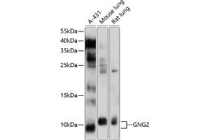Western blot analysis of extracts of various cell lines, using GNG2 antibody (ABIN6133410, ABIN6141236, ABIN6141237 and ABIN6214513) at 1:1000 dilution. (GNG2 抗体  (AA 1-71))