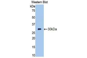Western blot analysis of the recombinant protein. (Elastase 3B 抗体  (AA 28-269))