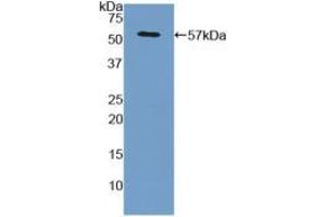 Western blot analysis of recombinant Human GPC3. (Glypican 3 抗体  (AA 343-559))