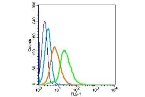 Human jurkat cells probed with MISRII/AMHR2 Polyclonal Antibody, Unconjugated  (green) at 1:20 for 30 minutes followed by a PE conjugated secondary antibody compared to unstained cells (blue), secondary only (light blue), and isotype control (orange).