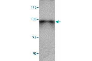 Western blot analysis of ZBTB4 in SK-N-SH cell lysate with ZBTB4 polyclonal antibody  at 1 ug/mL. (ZBTB4 抗体  (C-Term))