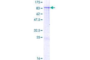 HEXB Protein (GST tag)