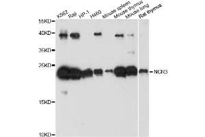 Western blot analysis of extracts of various cell lines, using NCR3 antibody. (NCR3 抗体)
