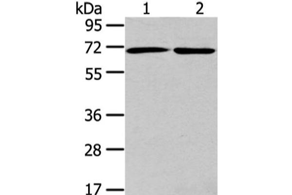 arfgap2 antibody