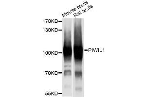 Western blot analysis of extracts of various cell lines, using PIWIL1 antibody (ABIN6293459) at 1:1000 dilution. (PIWIL1 抗体)