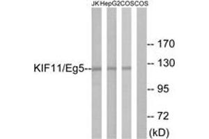 Western blot analysis of extracts from Jurkat/HepG2/COS cells, using KIF11/Eg5 (Ab-927) Antibody. (KIF11 抗体  (AA 892-941))