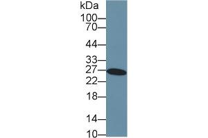 Western Blot; Sample: Human Liver lysate; Primary Ab: 2µg/ml Rabbit Anti-Human GSTa3 Antibody Second Ab: 0. (GSTA3 抗体  (AA 1-222))