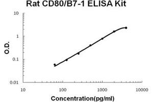 Rat CD80/B7-1 PicoKine ELISA Kit standard curve (CD80 ELISA 试剂盒)
