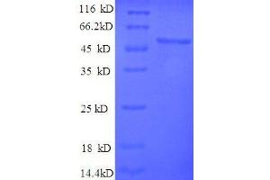 SDS-PAGE (SDS) image for Enolase 1 (ENO1) (AA 2-433), (partial) protein (His tag) (ABIN7478975)