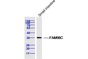 Mouse small intestine lysates probed with FAM98C Polyclonal Antibody, Unconjugated  at 1:300 dilution and 4˚C overnight incubation. (FAM98C 抗体  (AA 161-260))