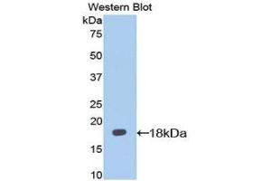 Western Blotting (WB) image for anti-Interleukin 13 Receptor, alpha 1 (IL13RA1) (AA 28-171) antibody (ABIN3206306) (IL13 Receptor alpha 1 抗体  (AA 28-171))