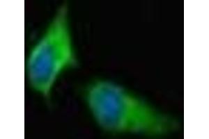 Immunofluorescent analysis of Hela cells using ABIN7166432 at dilution of 1:100 and Alexa Fluor 488-congugated AffiniPure Goat Anti-Rabbit IgG(H+L) (METTL21C 抗体  (AA 6-145))