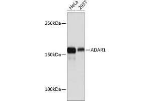 Western blot analysis of extracts of various cell lines, using  Rabbit mAb (ABIN7265458) at 1:1000 dilution. (ADAR 抗体)