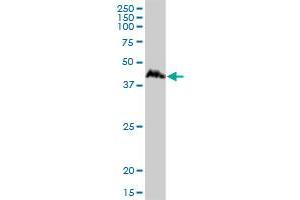 Western Blotting (WB) image for anti-Cyclin D-Type Binding-Protein 1 (CCNDBP1) (AA 1-360) antibody (ABIN525280)