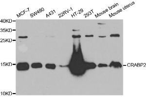 Western blot analysis of extracts of various cell lines, using CRABP2 antibody (ABIN5973604) at 1/1000 dilution. (CRABP2 抗体)