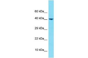 Western Blotting (WB) image for anti-Heterogeneous Nuclear Ribonucleoprotein U-Like 1 (HNRNPUL1) (N-Term) antibody (ABIN2438798) (HNRNPUL1 抗体  (N-Term))