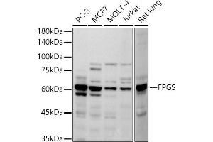 Western blot analysis of extracts of various cell lines, using FPGS antibody (ABIN7267230) at 1:500 dilution. (FPGS 抗体)
