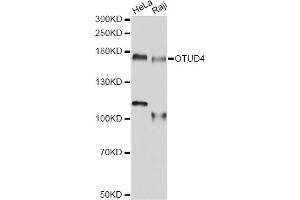 Western blot analysis of extracts of various cell lines, using OTUD4 antibody (ABIN6293788) at 1:1000 dilution. (OTUD4 抗体)