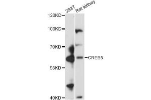 Western blot analysis of extracts of various cell lines, using CREB5 antibody (ABIN6290134) at 1:3000 dilution. (CREB5 抗体)