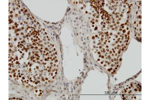 Immunoperoxidase of monoclonal antibody to PSIP1 on formalin-fixed paraffin-embedded human testis. (PSIP1 抗体  (AA 1-50))